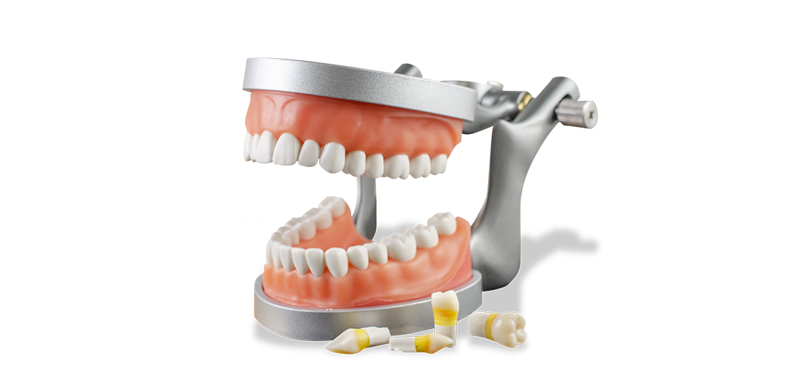 Dental for ADEX practice and preparation.