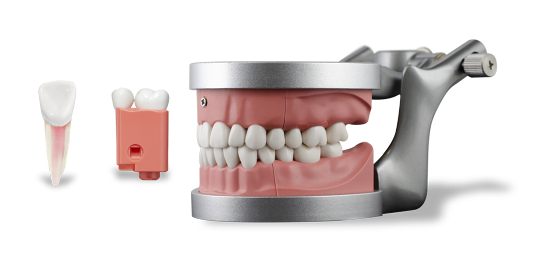 ModuPRO Pros M200 typodont in articulator for CRDTS practice and preparation, next to Real-T Endo tooth 9, tooth 14, and modules used for CRDTS practice.