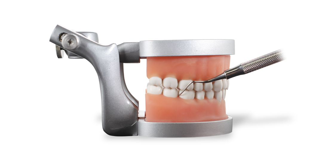 ModuPRO Pros M200 ADEX typodont/dentoform in articulator for CDCA practice and preparation.